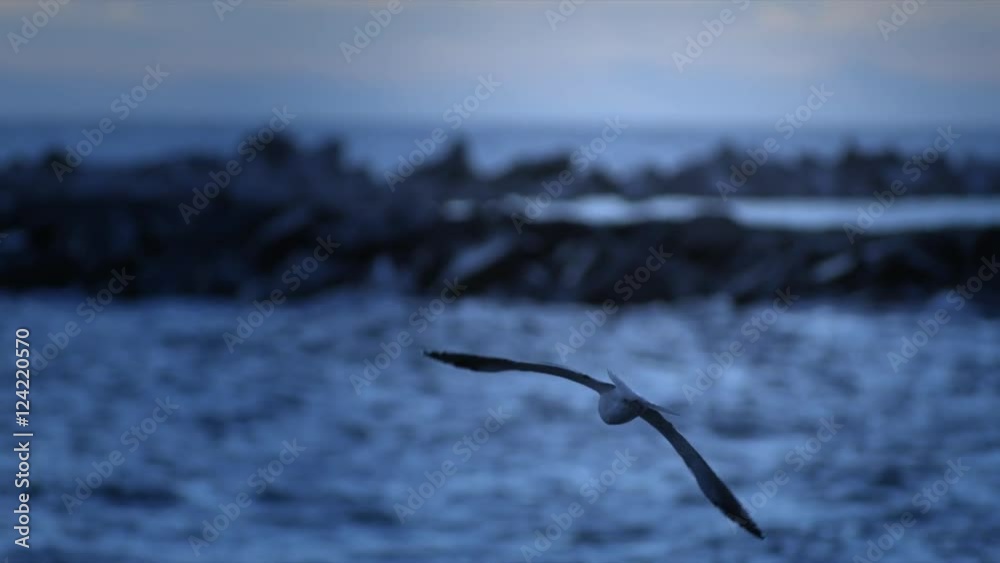 Slow motion of seagull flying over sea Slow motion of seagull flying over sea