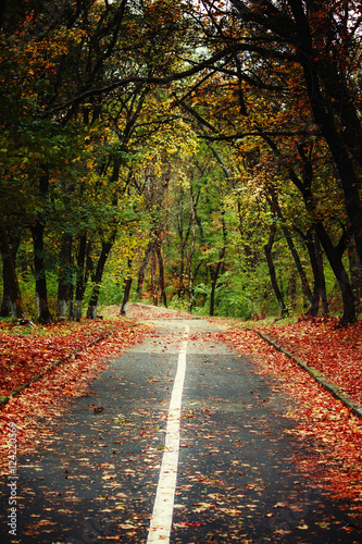 Road in the autumn forest. Fall llandscape with fallen leaves. S