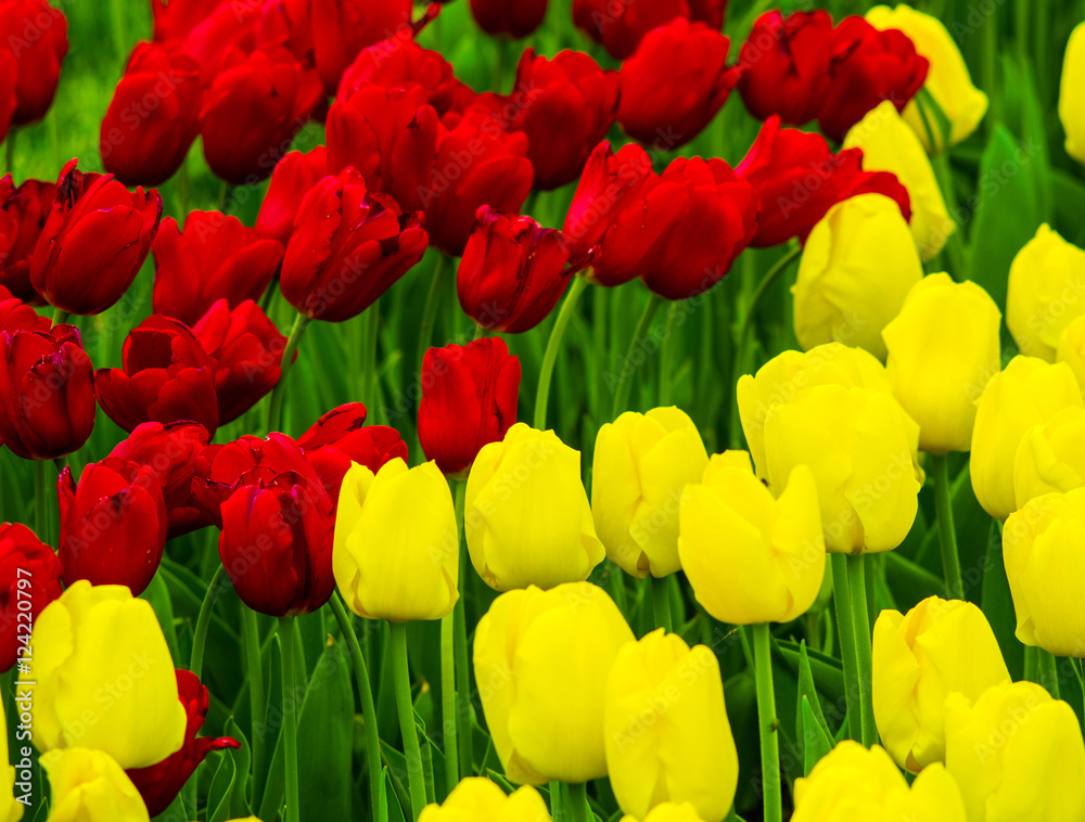 Obraz premium Flowers Tulips. yellow and red tulips