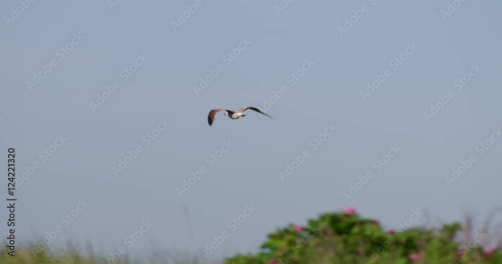 Tracking of seagull flying in blue sky Tracking of seagull flying in blue sky