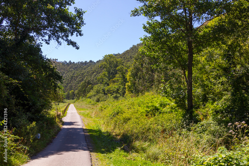 Fototapeta premium Small road in the woods of a mountain