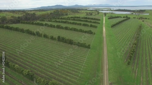 Low flight above vines in Devil's Corner vineyard Tasmania, Australia photo