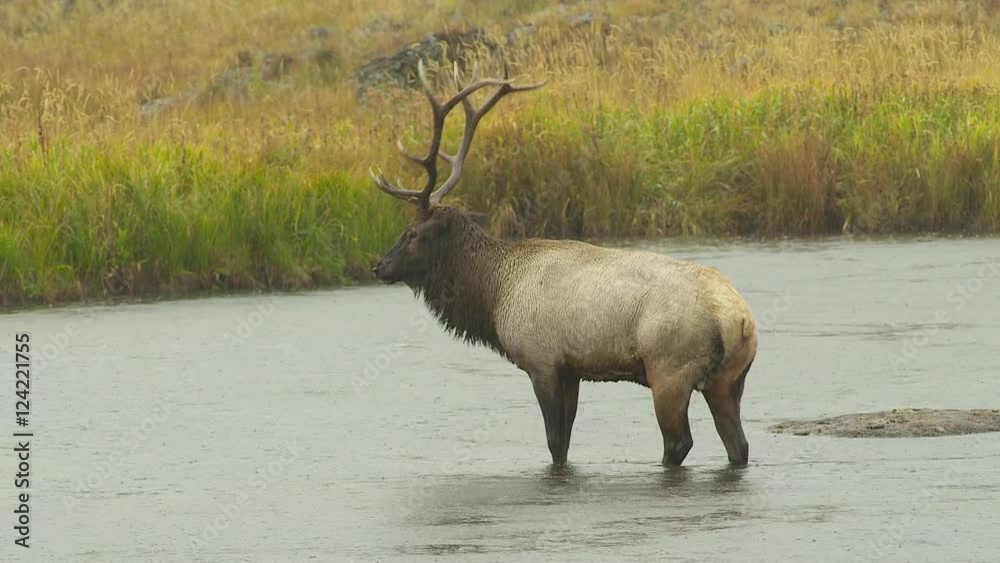 Elk standing in river during rain Elk standing in river during rain