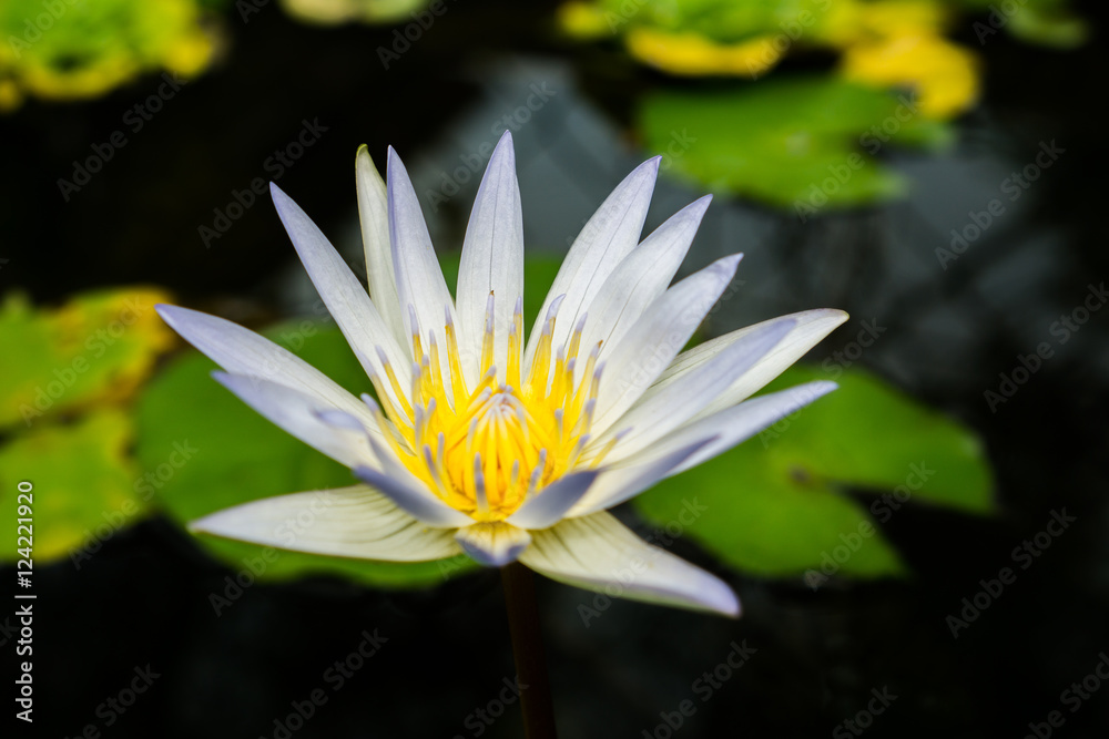 Close up small blooming white lotus in the pond Close up small blooming white lotus in the pond