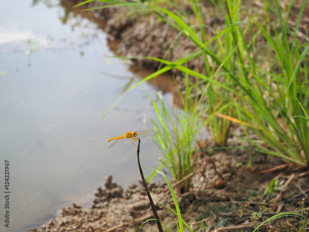 Dragonfly beside the pond of rice field Dragonfly beside the pond of rice field