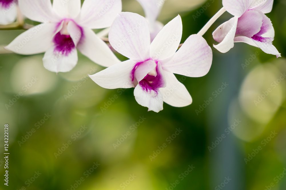Flower in the garden,Thailand Flower in the garden,Thailand