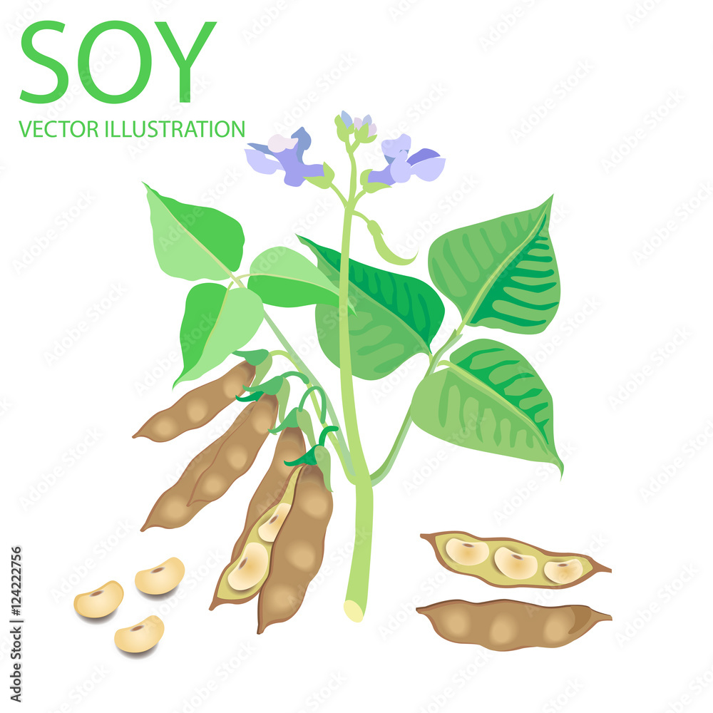 Soybeans Vector Illustrations Set On A White Background. Soybeans
