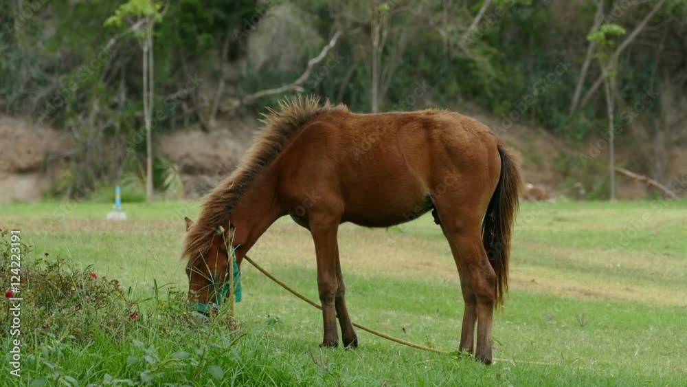 brown horse is grazing grass in the park brown horse is grazing grass in the park