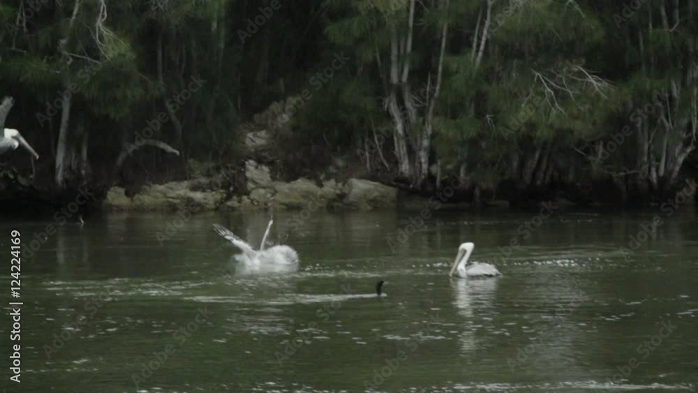 Slow motion of pelican diving down to catch fish in river Slow motion of pelican diving down to catch fish in river