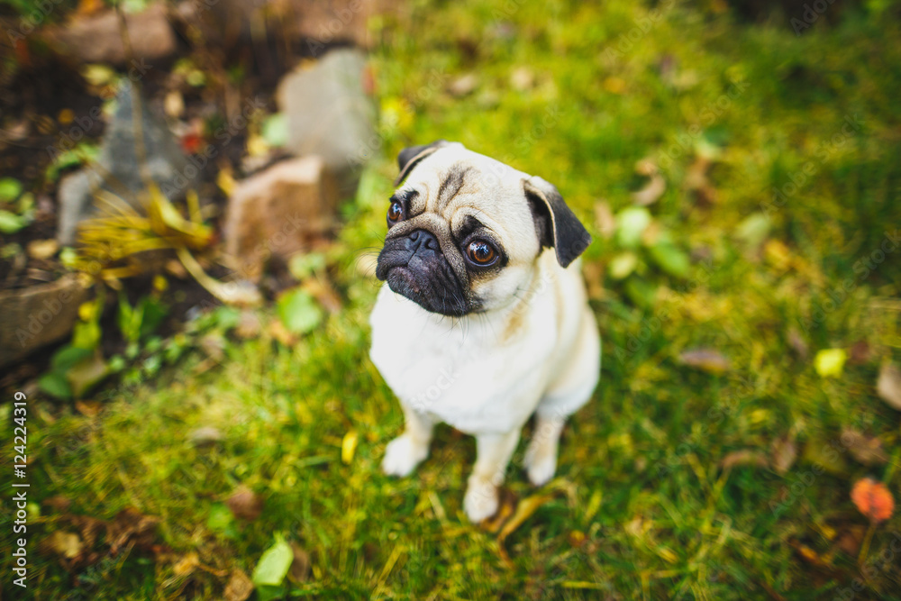 Close-up of Pug on the green grass in the garden.Little funny pug
