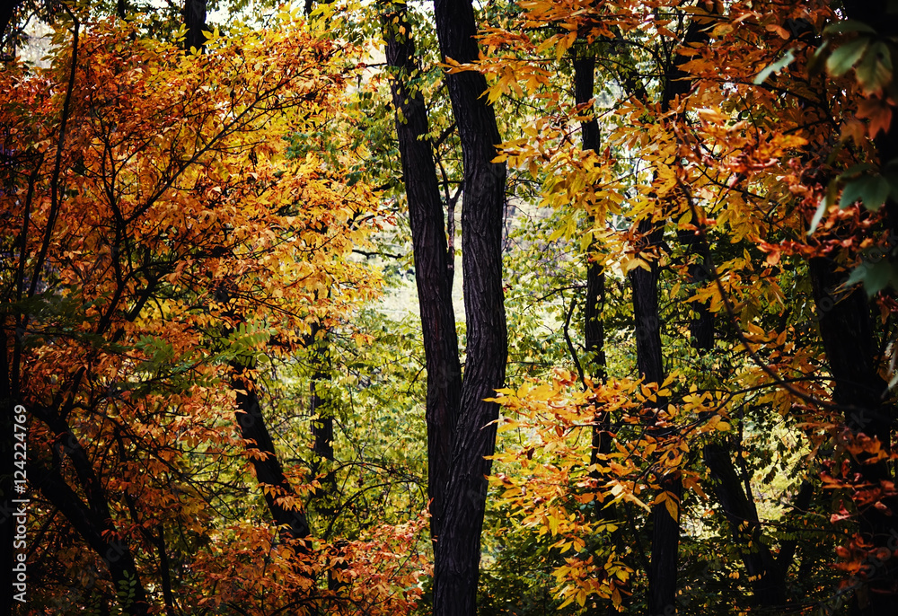 Autumn scenery, deciduous forest. Soft selective focus Autumn scenery, deciduous forest. Soft selective focus