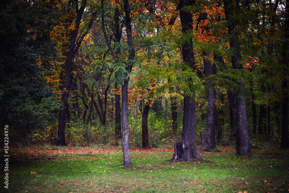 Autumn scenery, deciduous forest. Soft selective focus