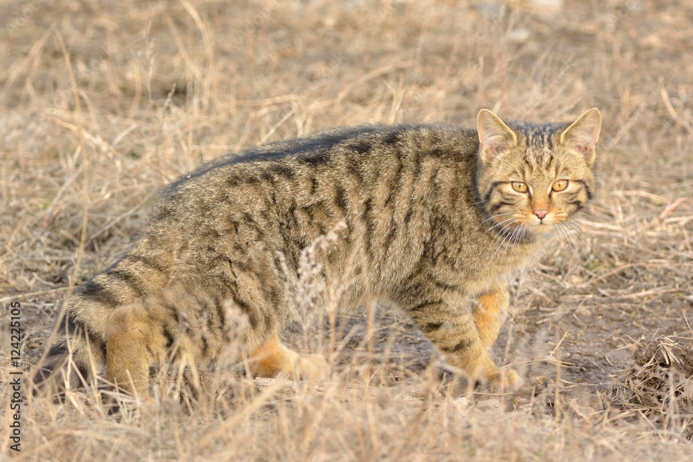 Wild Cat in Danube Delta Wild Cat in Danube Delta