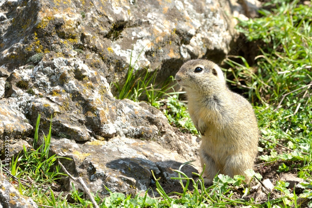 Naklejka premium European Ground Squirrel in Springtime
