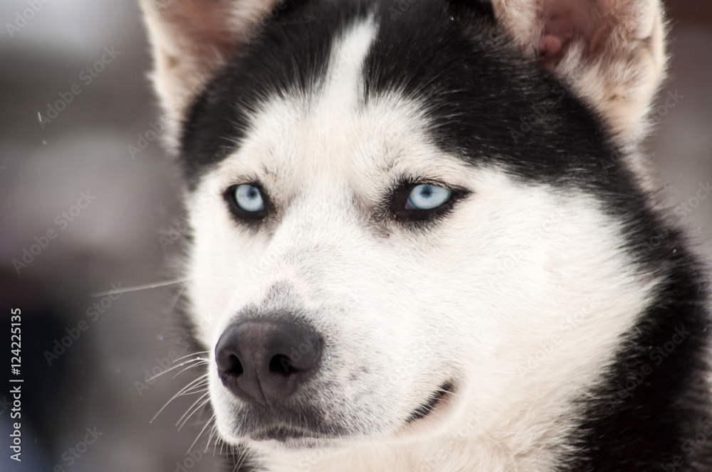 Husky dog portrait