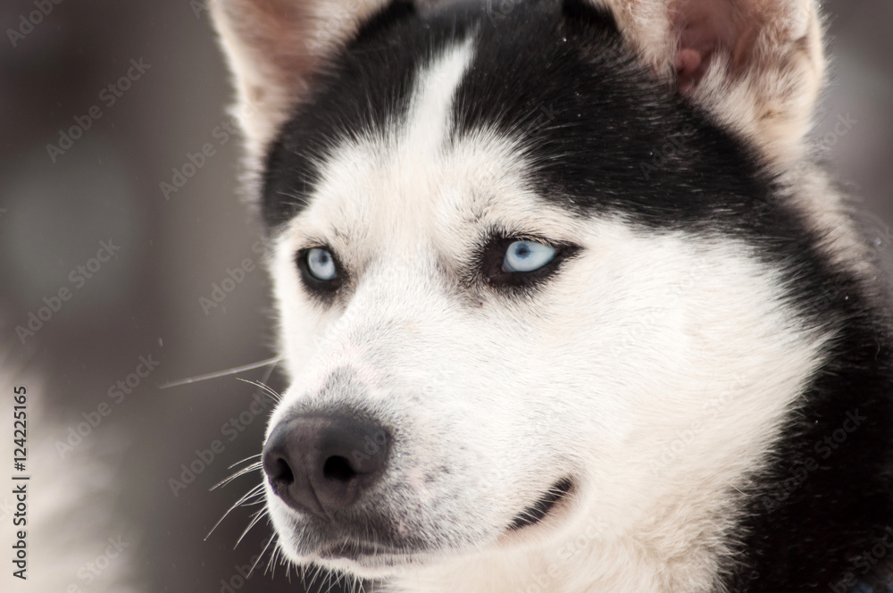 Husky dog portrait Husky dog portrait