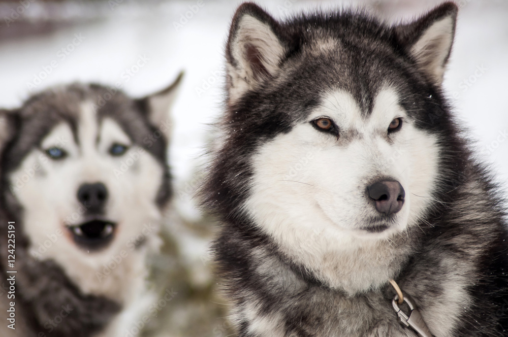 Husky dog portrait