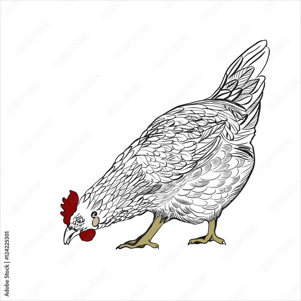 vector-drawing-of-a-hen-symbol-of-2017-on-the-chinese-calendar-use