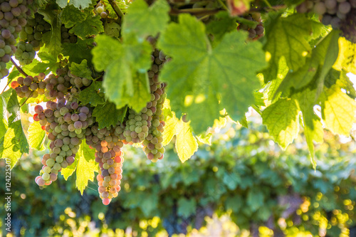 Bunches of ripe grapes before harvest.
