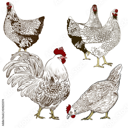 Vector drawing of a hen. Symbol of 2017 on the Chinese calendar. Use printed materials, signs, items, websites, maps, posters, postcards, packaging.