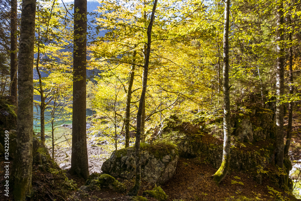 Beautiful mountain forest in autumn Beautiful mountain forest in autumn
