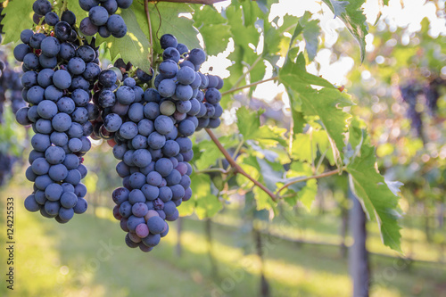 Bunches of ripe grapes before harvest.
 photo