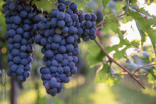 Bunches of ripe grapes before harvest.
