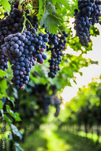 Bunches of ripe grapes before harvest. 