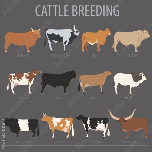 Cattle breeding. Cow, bulls breed icon set. Flat design