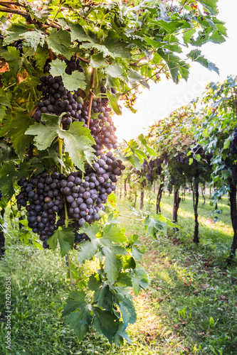 Bunches of ripe grapes before harvest. 