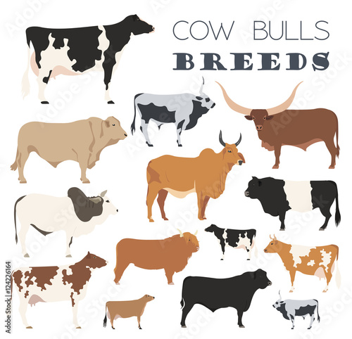 Cattle breeding. Cow, bulls breed icon set. Flat design