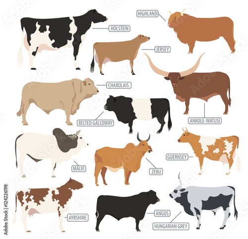 Cattle breeding. Cow, bulls breed icon set. Flat design