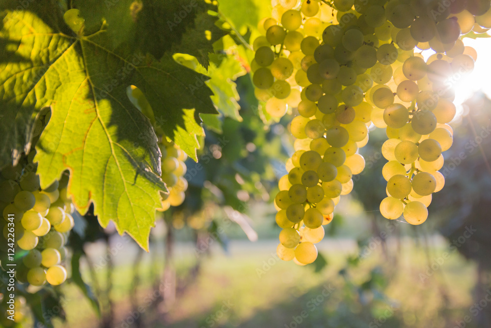 Bunches of ripe grapes before harvest.
Bunches of ripe grapes before harvest.