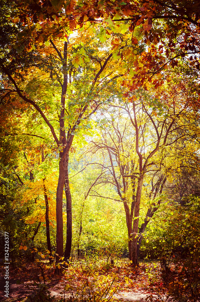 Obraz premium Sunny day in outdoor park with colorful autumn trees. Amazing bright colors of nature landscape