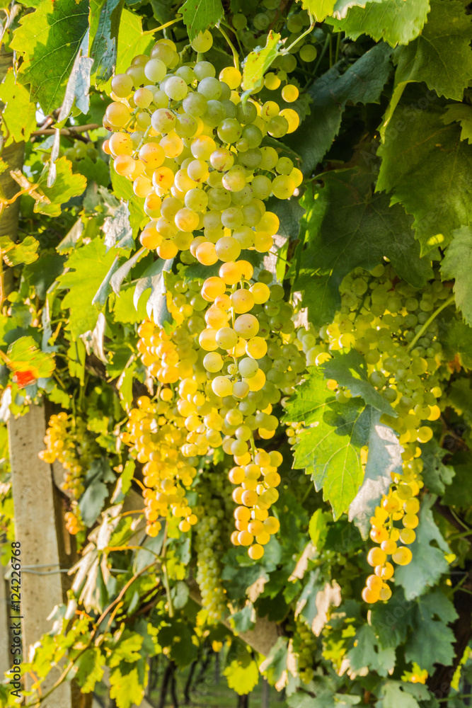 Bunches of ripe grapes before harvest.
