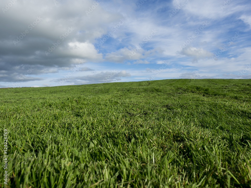 Green cut field and blue cloudy sky.