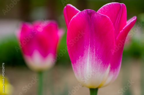 tulip