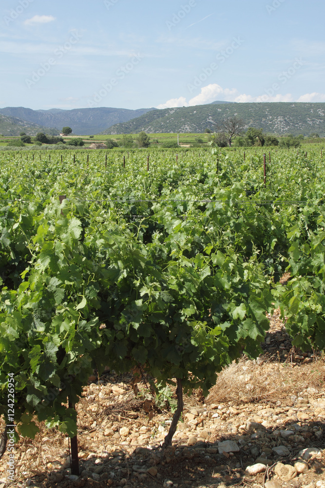 Vignes - Languedoc Vignes - Languedoc