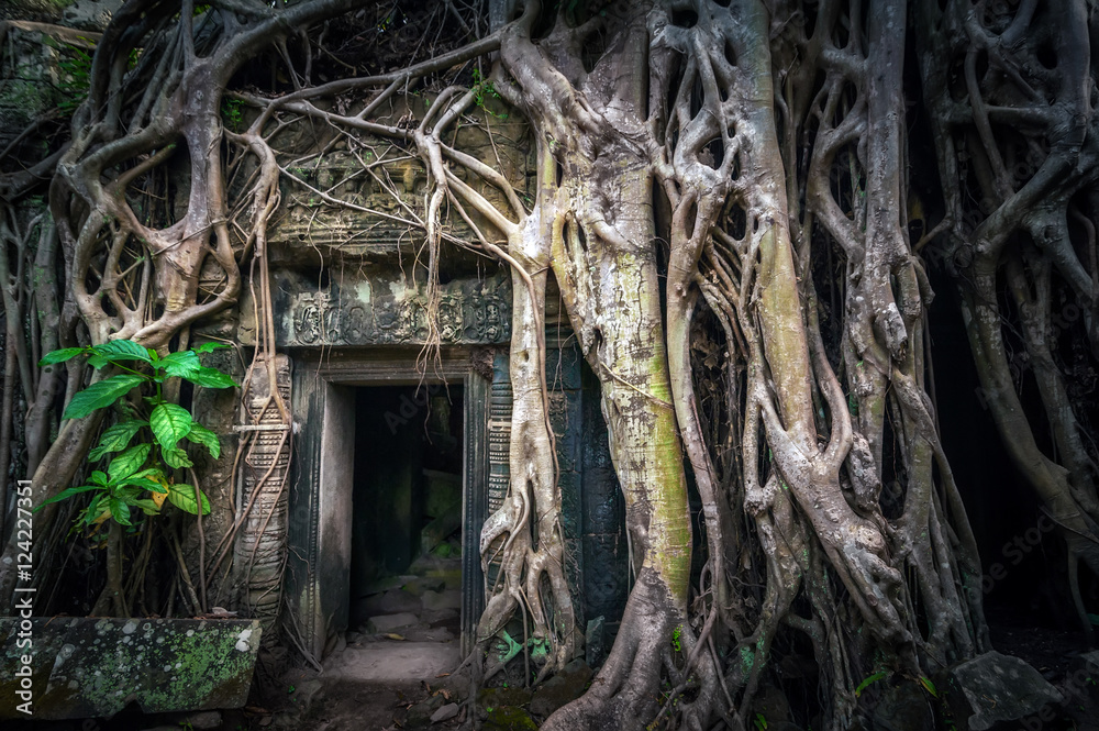 Fototapeta premium Ancient Khmer architecture. Ta Prohm temple with giant banyan tree at Angkor Wat complex. Siem Reap, Cambodia