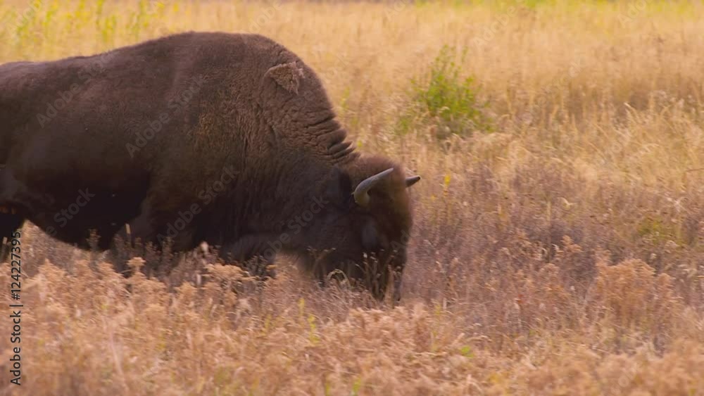 Tracking shot of American bison walking in meadow Tracking shot of American bison walking in meadow