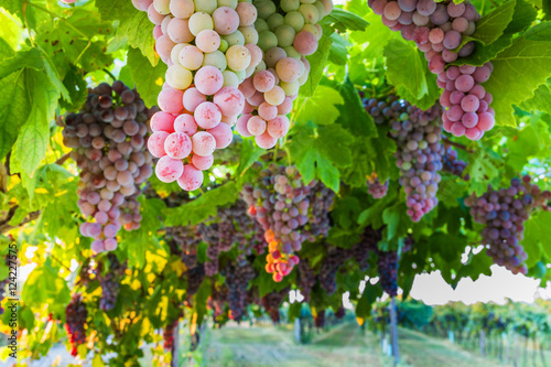 Photo Bunches of ripe grapes before harvest.
