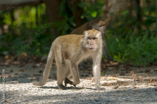 Monkey lives in a natural forest of Thailand. © sutthinon602