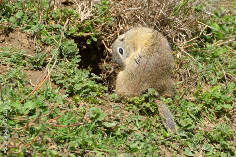 Naklejka premium European Ground Squirrel in Springtime