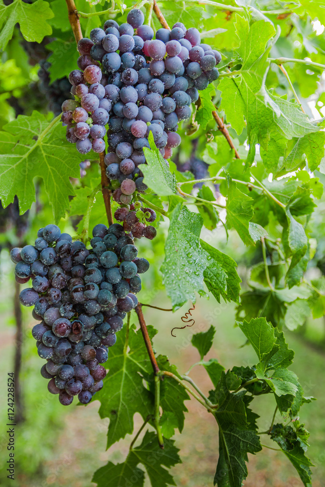 Bunches of ripe grapes before harvest.
