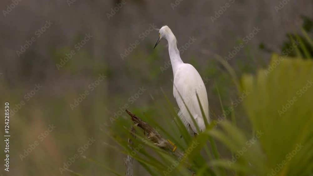Great white heron perching on branch