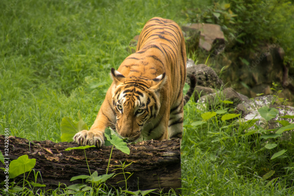 Fototapeta premium Królewski Tygrys Bengalski w Parku Narodowym Sunderbans