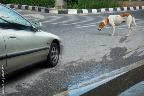 The dog on the road and the car.