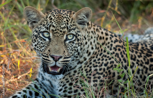 Leopard  Sabi Sands Game Reserve  South Africa