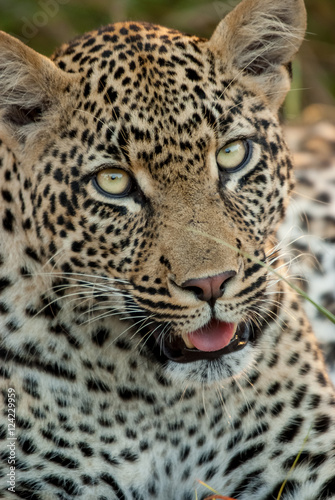 Leopard Face Close Up, Sabi Sand Game Reserve, South Africa