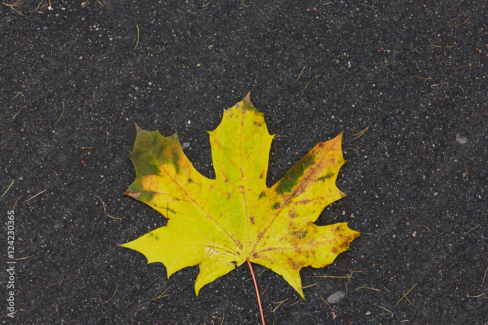 colorfull falling leaves in autumn colorfull falling leaves in autumn